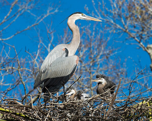 Blue Heron Stock Photos. Blue Heron birds. Baby bird and adult bird on the nest.  Blue sky background.