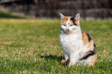 A portrait of a yellow white and black mixed colors domestic cat. The cat is looking camera. green blur background, at the park, on grass
