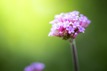 The background image of the colorful flowers