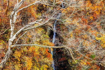 錦秋の吾妻峡白絹の滝