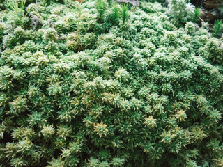 Green Moss Bed