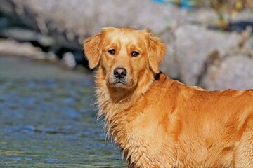 golden retriever dog playing in the water.