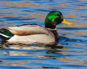 duck on the water