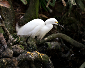 Snowy Egret Stock Photos.  Snowy Egret close up perched on moss branch exposing its body, head, beak, eye in its environment and habitat with a blur moss trees background foliage. Image. Picture. 