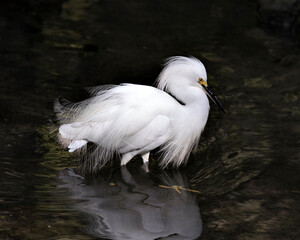 Snowy Egret Stock Photos. Snowy Egret close up standing in the water with its spread wings, and fluffy feathers, in its environment and habitat with a black contrast background. Picture. Image.