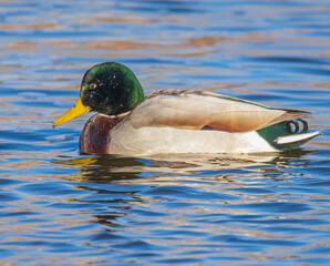 duck on the water
