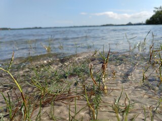 reeds on the bank of lake