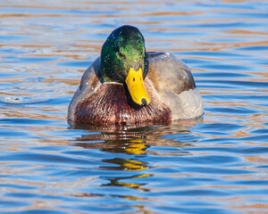 duck in water