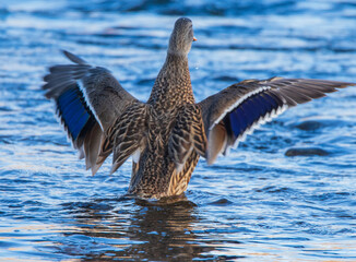 duck in water with wings spread