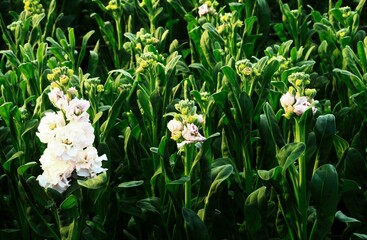 Fototapeta premium ストックの花