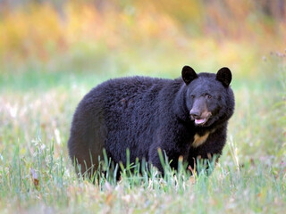 Black Bear in autumn meadow, looking, interested.