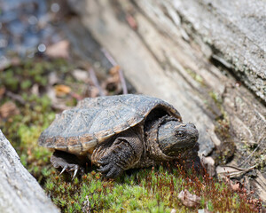 Turtle Snapping turtle photo.  Snapping turtle head close-up profile view on moss. Picture. Baby snapping turtle. Portrait. Image.