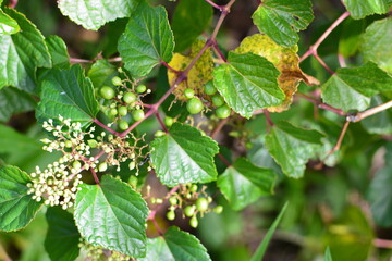 ツタの緑色の葉が生い茂る