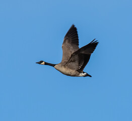 goose in flight