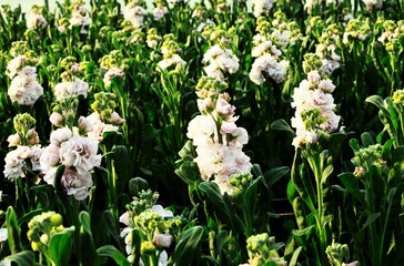 Fototapeta premium ストックの花