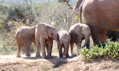 Obraz premium Addo Elephant National Park: calves standing next to an adult for protection