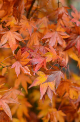 Orange and red Japanese maple leaves in the rain.