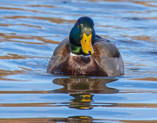 duck on water