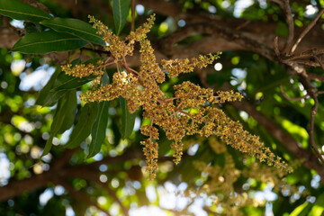 ฺBouquet of mango flowers under the tree.