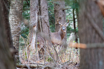 Large White-tailed deer buck (Odocoileus virginianus) during the Wisconsin rut at start of November