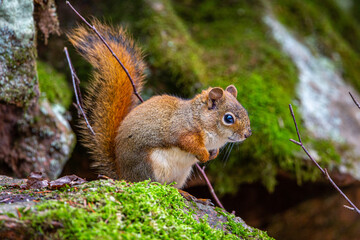 Red Squirrel (Tamiascurus hudsonicus) sitting on a rock