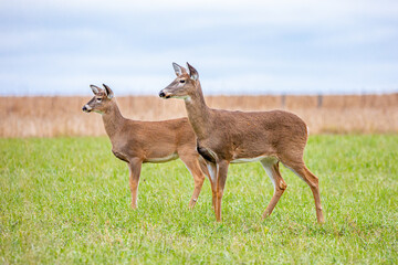 Adult and fawn white-tailed deer (Odocoileus virginianus) very alert in  a Wisconsin farm field