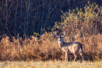 Large White-tailed deer buck (Odocoileus virginianus) during the Wisconsin rut at the end of October