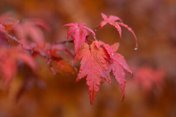 Raspberry leaves of Japanese maple.