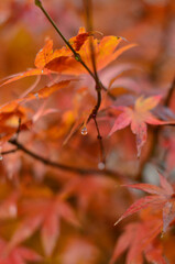 Red and orange leaves of Japanese maple in autumn.