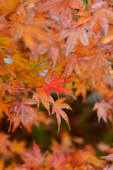 Bright orange leaves of the Japanese maple, wet from the rain.