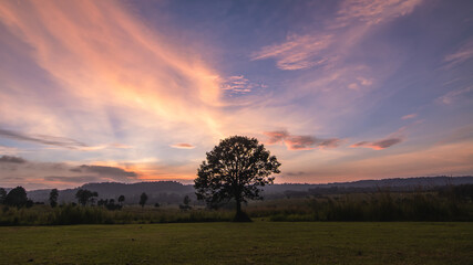 Fototapeta na wymiar Alone tree on meadow at sunset