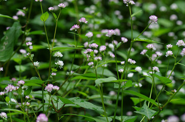 flowers in the meadow