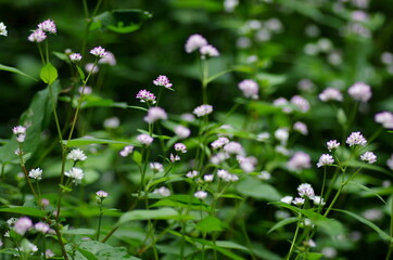 flowers in the meadow
