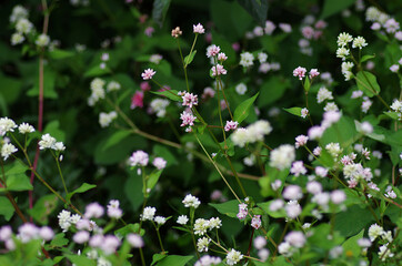 small flowers in the bush