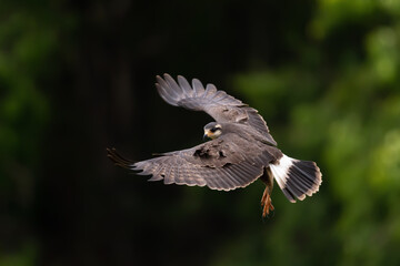 Gavião-caramujeiro (Rostrhamus sociabilis)