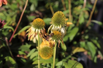 bee on yellow and green flower