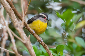 Bananaquit - Cambacica (Coereba flaveola)