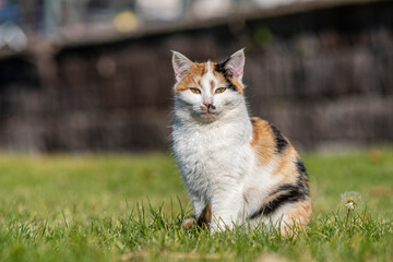 A portrait of a yellow white and black mixed colors domestic cat. The cat is looking camera. green blur background, at the park, on grass