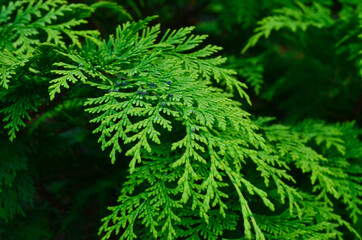 Bright green or emerald thuja leaves.
