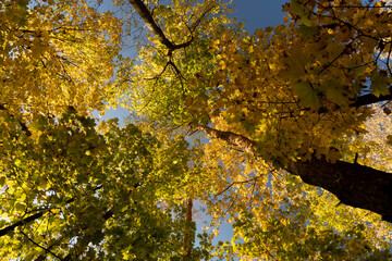 blue sky through autumn leaves