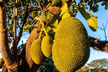 Jackfruits hanging in trees in a tropical fruit garden in Brazil