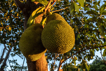 Jackfruits hanging in trees in a tropical fruit garden in Brazil