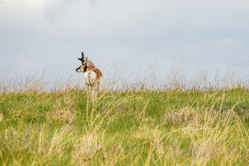 deer in the field