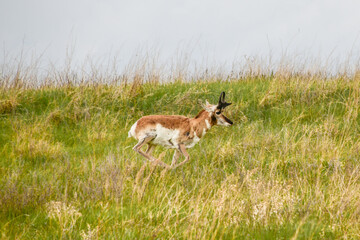 antelope in the meadow