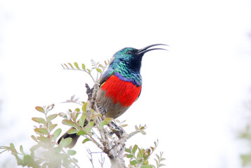Addo Elephant National Park: Greater double-collared sunbird calling from tree top