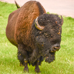 american buffalo in the field