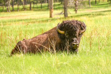 buffalo in the grass