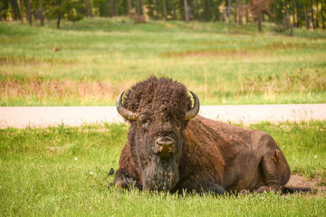 buffalo in the field