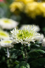 Chrysanthemums blooming in October