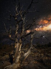 This image shows an old tree with an epic milky way night time astrophotography scene in the...